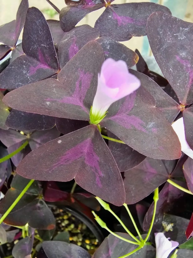 수면에 반응하는 식물 – 닉티나스티 현상을 보이는 식물들