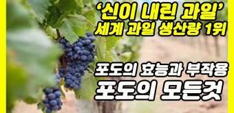 포도 예찬