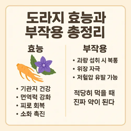 도라지 효능과 부작용 총정리 썸네일