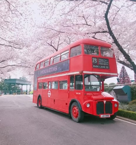 벚꽃 개화시기 2023