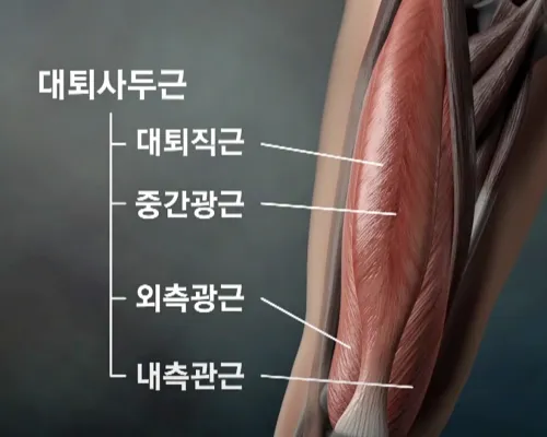 무릎의 하중을 버텨주는 대퇴사근. 약 우리 몸 30% 가량의 근육을 차지한다