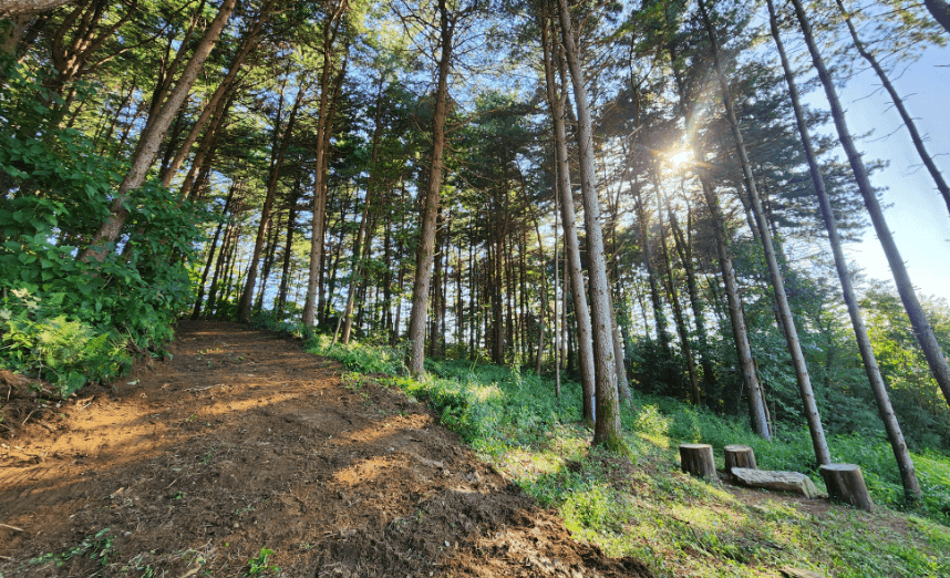 경기-포천-다올숲캠핑장-사진-입니다.