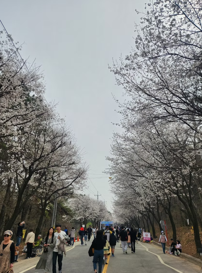 제9회 여주흥천남한강 벚꽃축제 일정 즐길거리 총정리