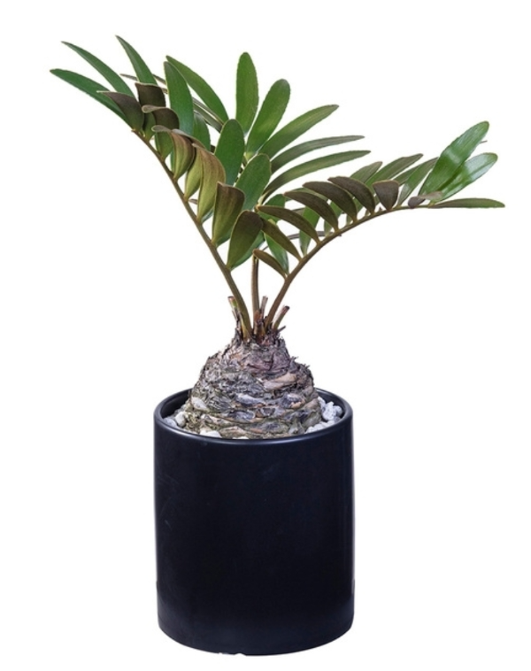 공기정화 식물 멕시코 소철