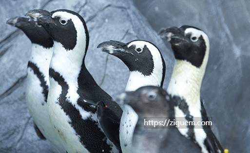 아쿠아플라넷 할인