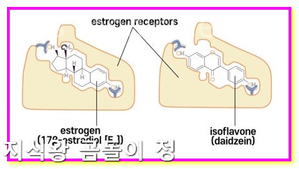 레미페민 안젤릭 크리멘 듀아비브 폐경기 증상별 맞춤 치료 가이드5
