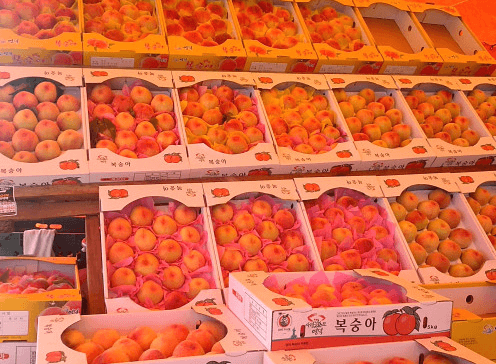 [6시 내고향] 영덕 복숭아 택배주문 진실이네 대복농원 햇 복숭아