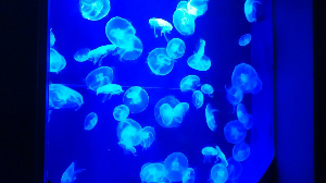 오키나와 여행 추천 오키나와 츄라우미 수족관