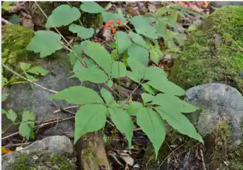인삼 효능 및 가격, 영양 성분의 효과