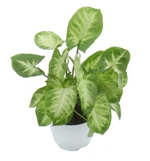 싱고니움_갑조네