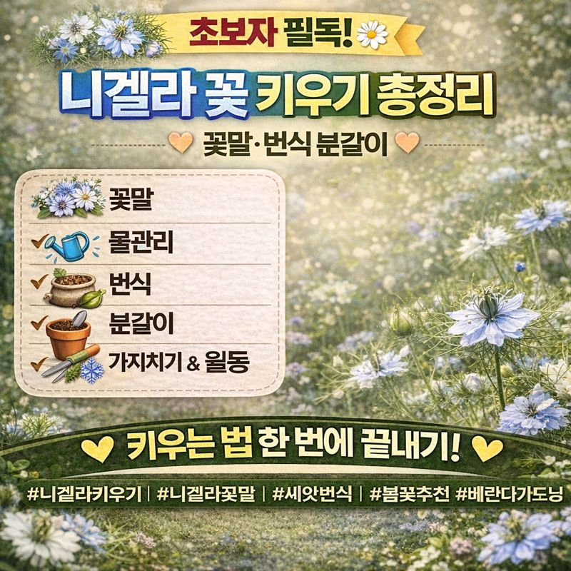 니겔라 꽃 키우기, 꽃말&middot;물관리&middot;번식&middot;분갈이&middot;가지치기&middot;월동 썸네일 이미지