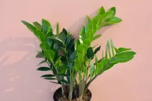 금전수