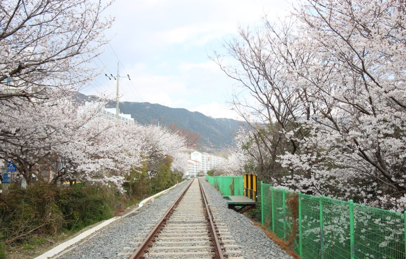 진해 군항제 벚꽃길