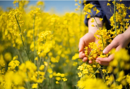 태종대 유채꽃 구경 가서 찍은 사진
