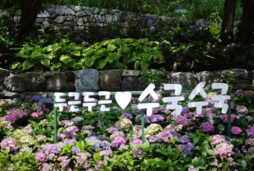 2025 화담숲 여름 수국축제&amp;#44; 여름의 낭만을 품다!