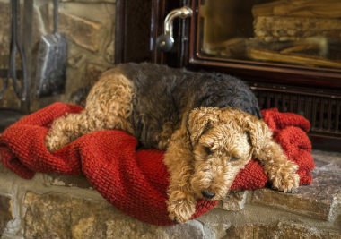빨간 담요에서 자는 웰슈테리어.