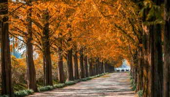 메타쉐쿼이아길