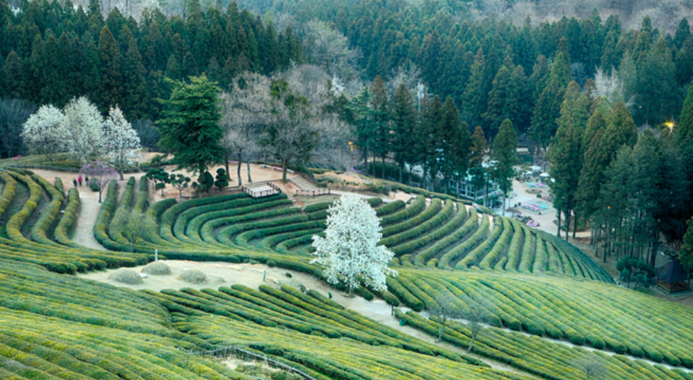 보성녹차밭 사진