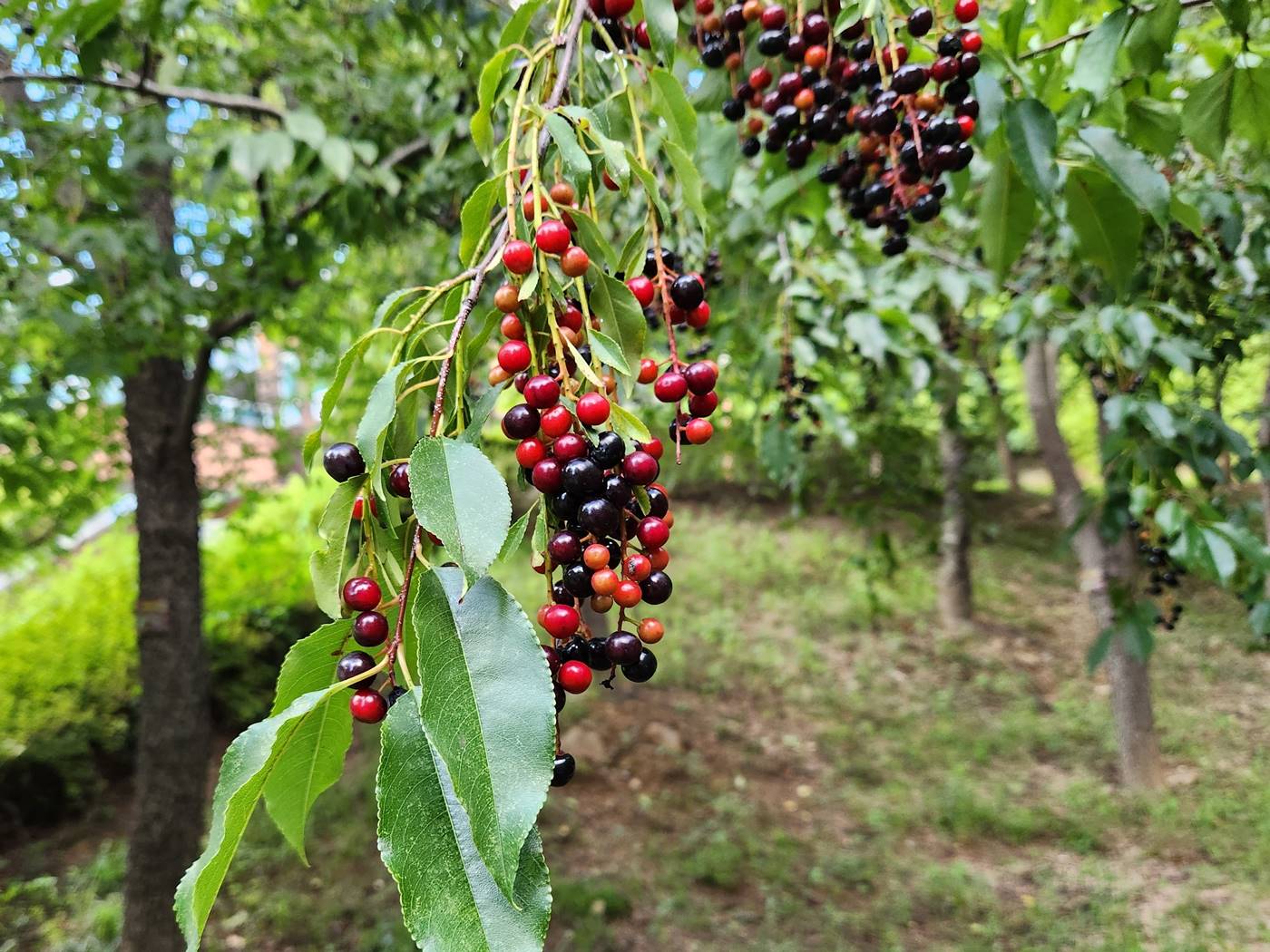 세로티나벚나무