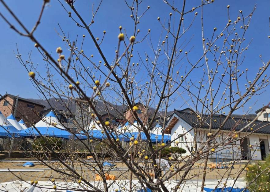 2025 이천백사 산수유꽃축제 완전 정복 가이드