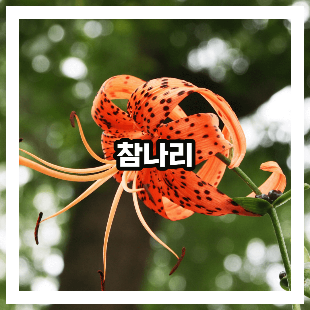 참나리 특징 생김새 성분 효능 효과 채취법 이용법 총정리
