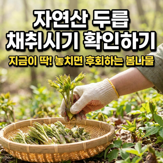 자연산 두릅 채취시기 확인하기