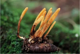 약용식물 동충하초 자연의 신비 건강 효능과 활용_10