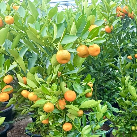 유주나무 키우기 금귤나무 키우기 쉬운 나무