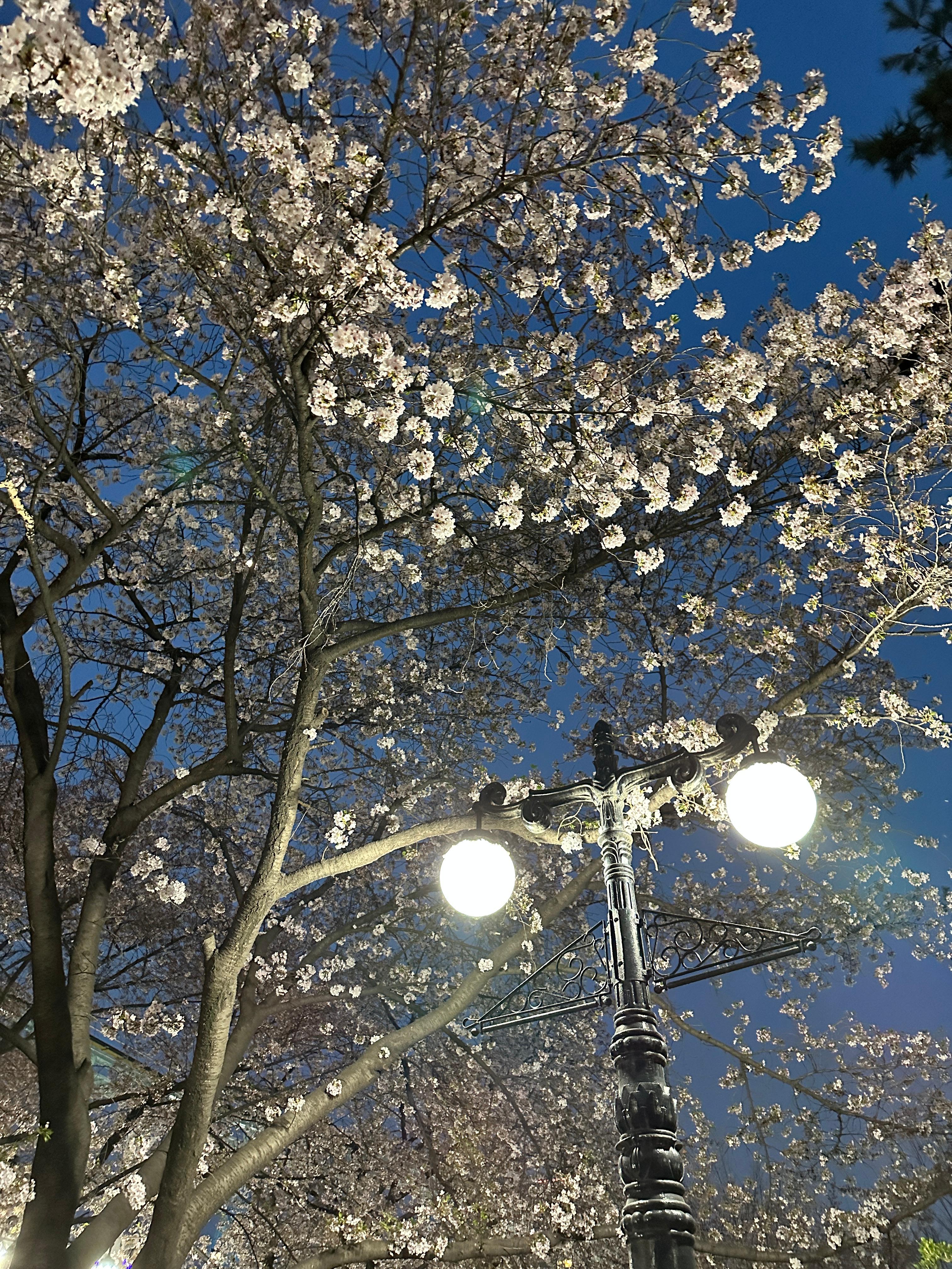 석촌호수 벚꽃 축제 야간 경관