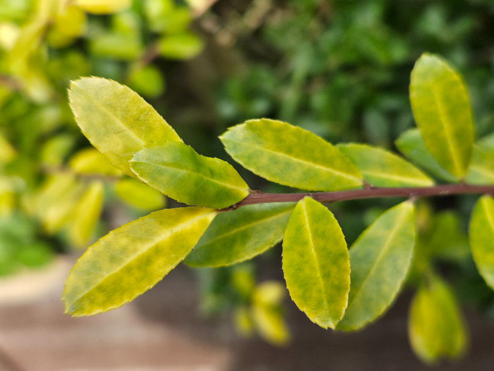 꽝꽝나무 골든잼2