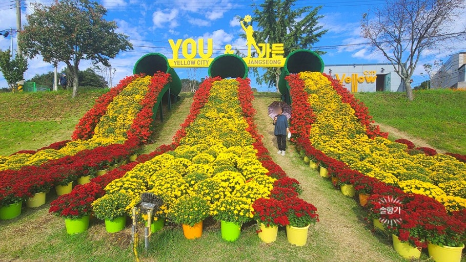 황룡강 가을꽃 축제