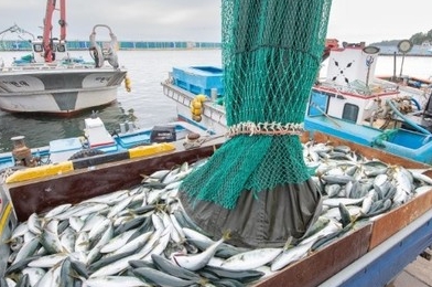 어업인 재해보험