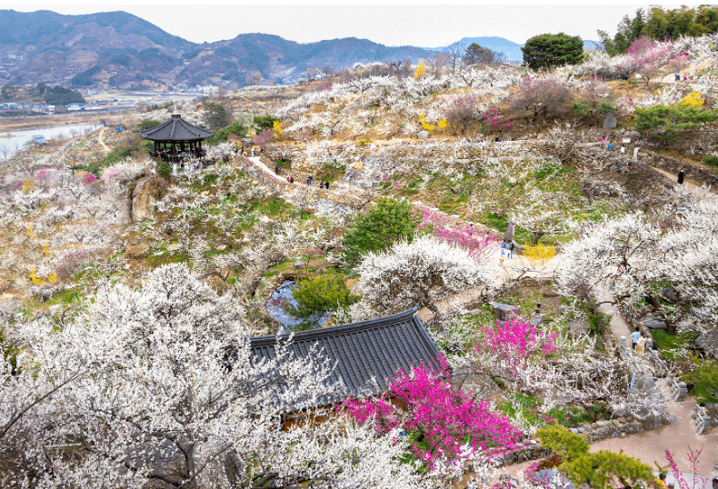 2023 광양 매화축제