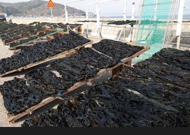 한국인의밥상-영덕-미역-석리마을