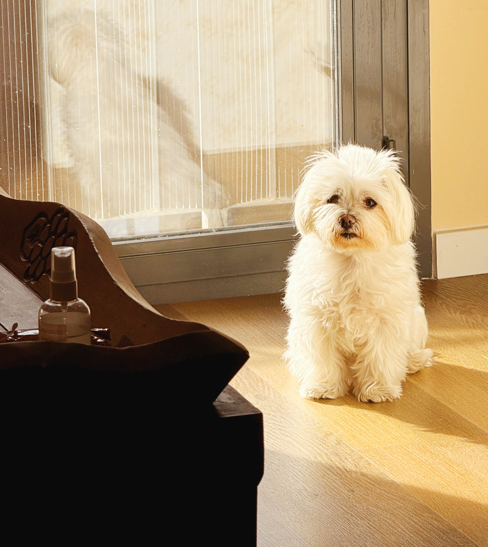 반려동물을 위한 진동·냄새·조도 변화를 평가하는 보호자용 환경 체크리스트