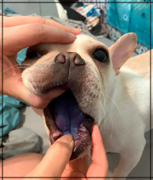 먹어버린 강아지