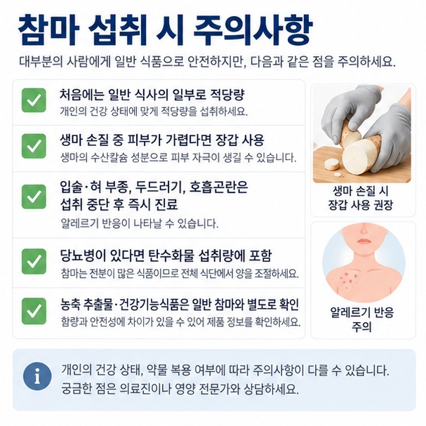 참마 섭취 시 생마 피부 가려움 알레르기 혈당관리와 농축 추출물 주의점을 정리한 이미지