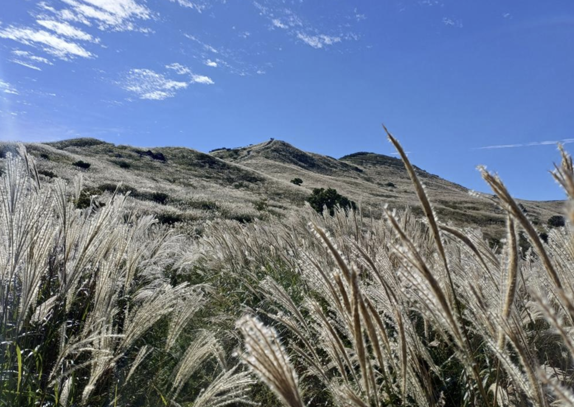 황매산 억새축제
