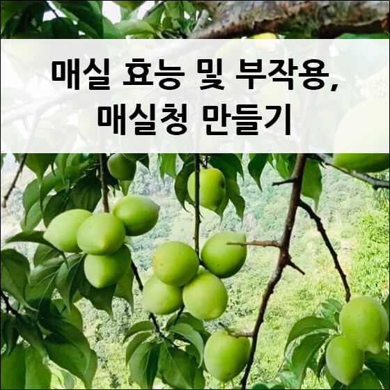매실이 나무에 달려 있는 모습