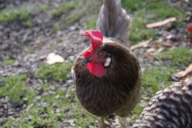 2024년 신년운세 닭띠 4월 운세 좋을때는 똥파리 조심!