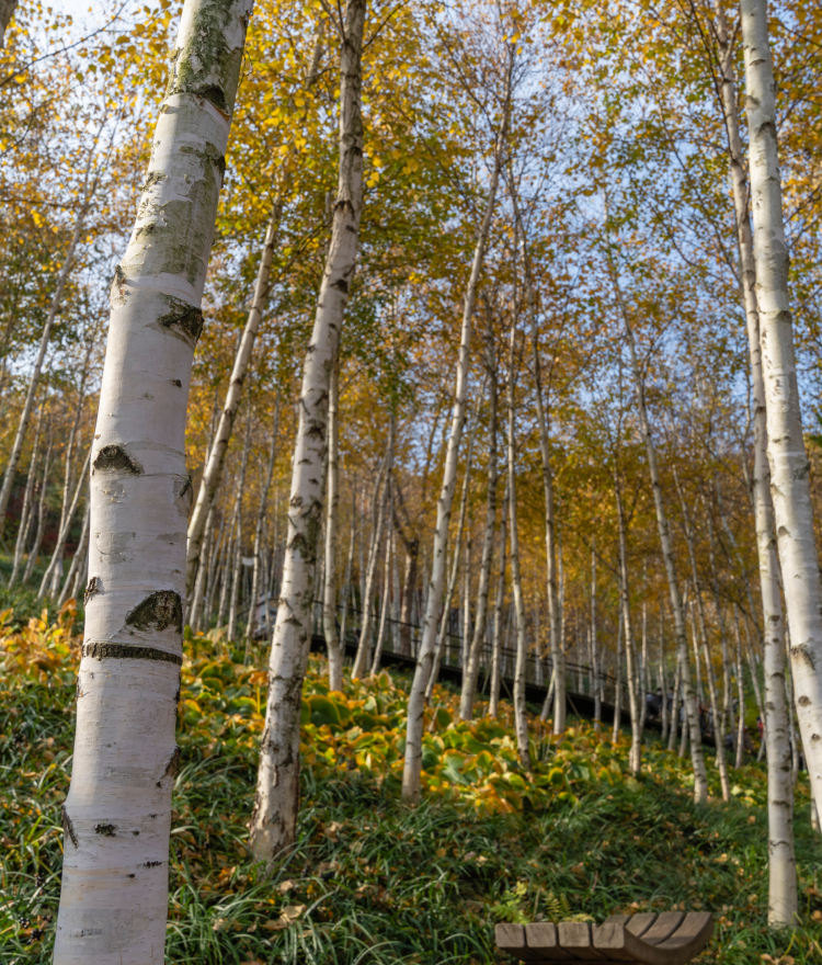 화담숲 4월 사전예약 방법 - 벚꽃·철쭉 절정 시기