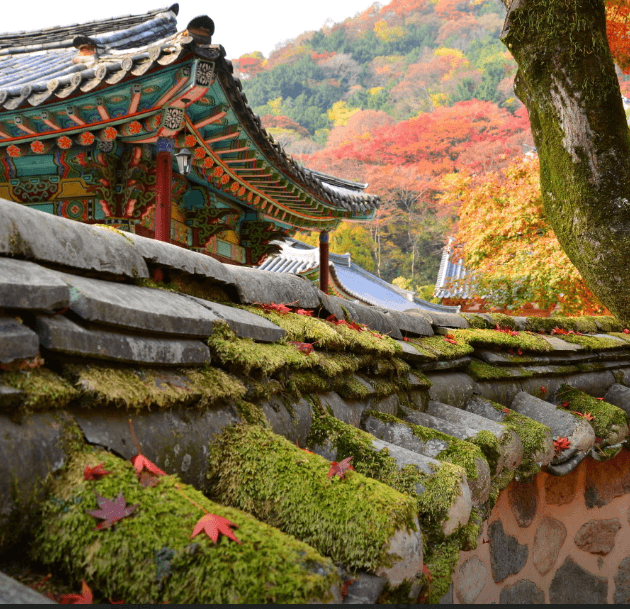 단풍축제 장성군 백양사