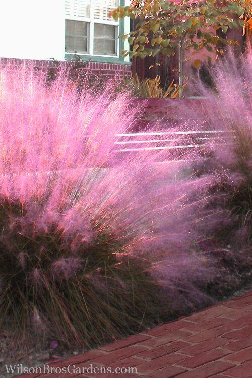 분홍색 핑크뮬리