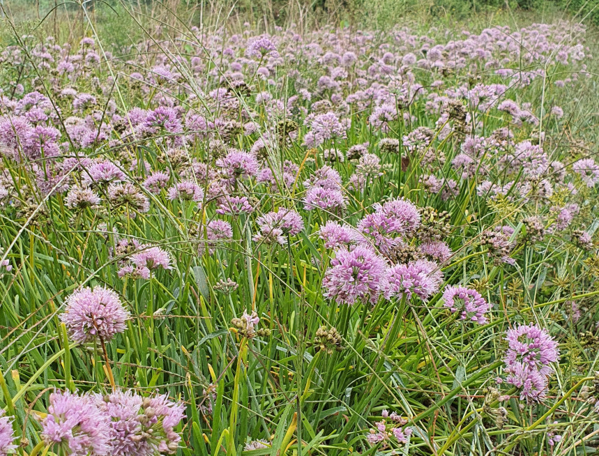 6시내고향 두메부추 자생식물 세종 연동면 세종약초원 정보
