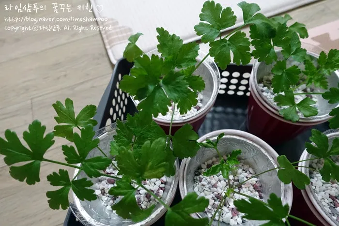 파슬리 재배 반그늘 재배 잎 따기 잦은 수확_8