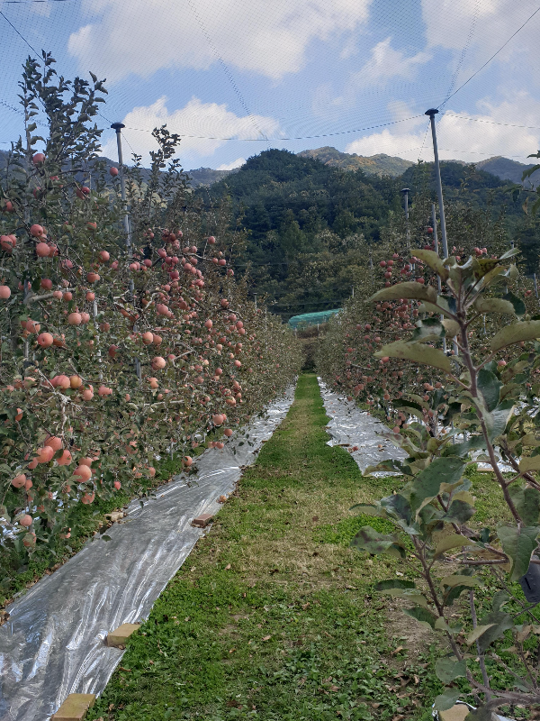사과 나무들이 일렬로 늘어서 있다. 사과가 주렁주렁 달려있다.