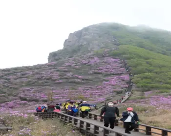 황매산 철쭉축제_26