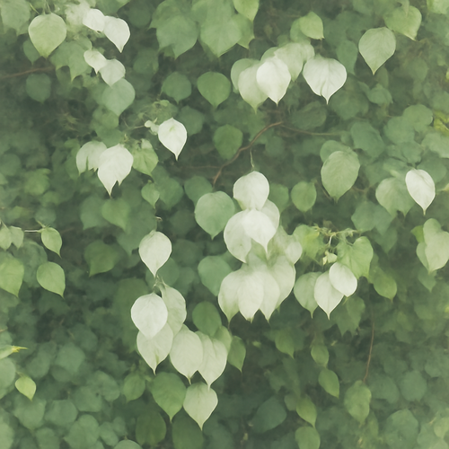 개다래 효능과 부작용, 통풍에 좋은 열매 먹는 법3