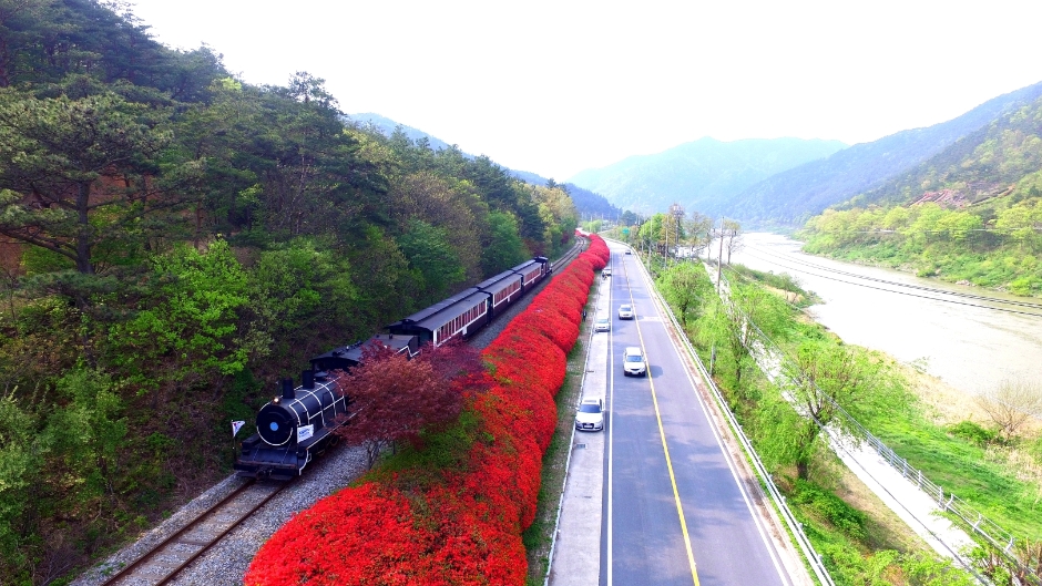 곡성 세계 장미 축제 주변 관광지 정보