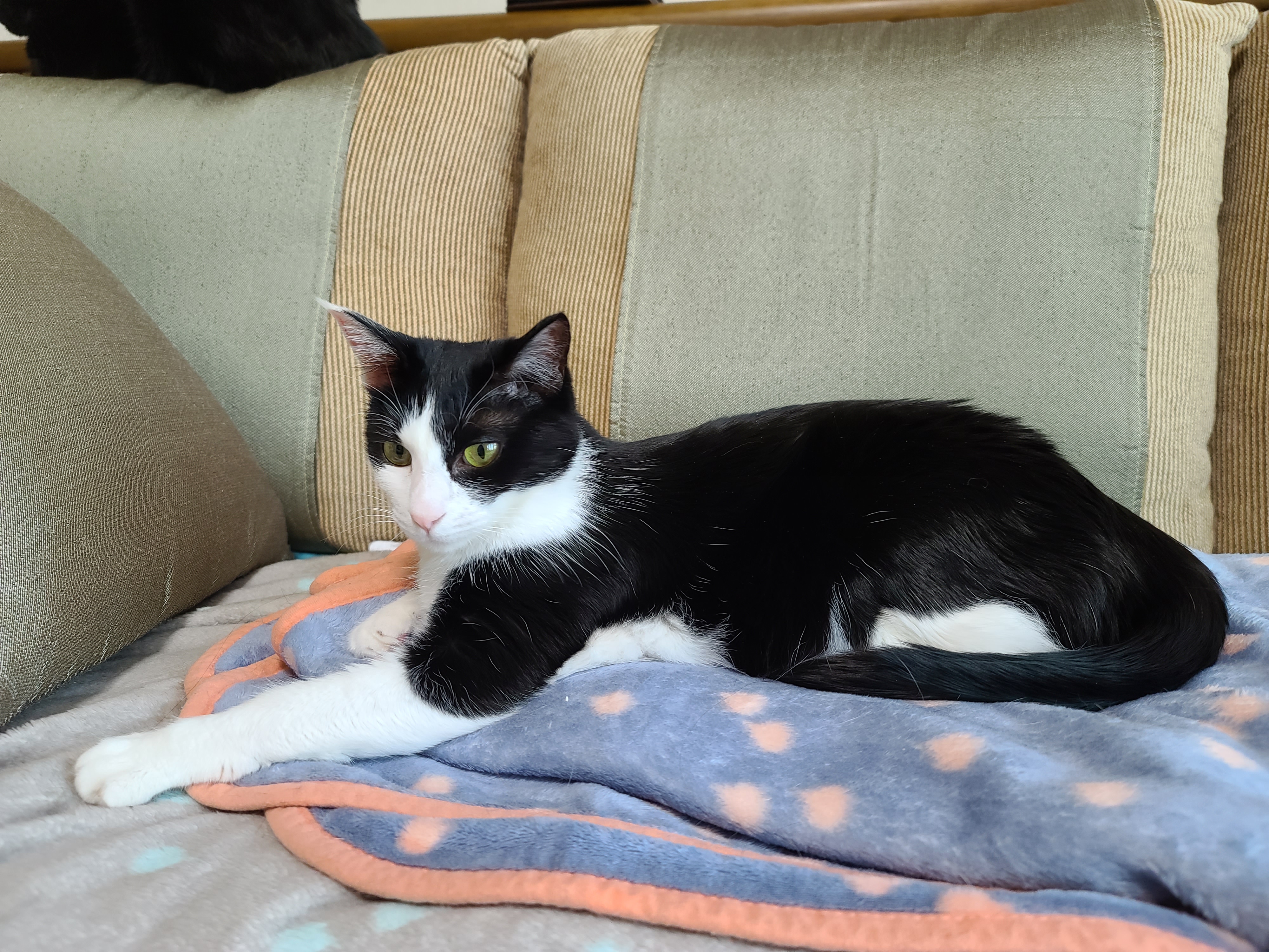 오늘은 어린이날. 우리집은 냥린이날! 냥린이날 아홉냥이들에게 보내는 엄마집사의 마음.